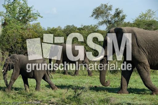 Afrikanischer Elefant (100 von 131).jpg